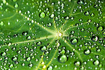 dew drops on leaves