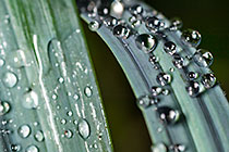 dew drops on leaves