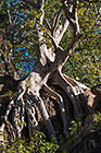 ficus tree on rock