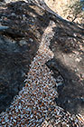 dry leaves on rock