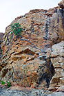 ficus roots along rock
