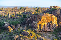 baobabs trees on rocky hill