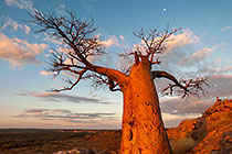 baobab tree at sunset with full moon