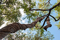 wooden vine in tree