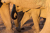 baby elephant walking with mother at sunset