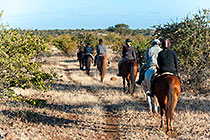 people riding horses in savanah