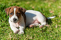 jack russel puppy, Charlie