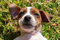 jack russel puppy, Charlie