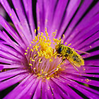Cephalophyllum spongiosum | Mesembryanthemaceae | flower with bee covered with yellow pollen