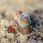 Crassula alstonii | Crassulaceae | plant in quartz pebbles