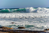 cormoran birds on boulders flying over waves