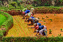 women transplanting rice in paddy field