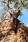 lovers baobab tree