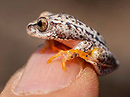 tree frog