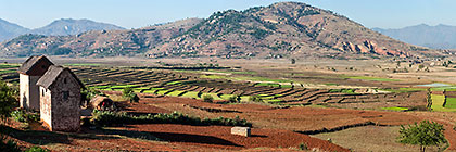 houses near paddy fields