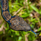 Sanzinia madagascariensis | Madagascar tree boa snake