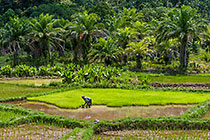 woman colloecting rice from nursery in paddy field