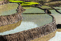 paddy fields