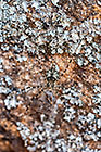 spider with spider kill in silk bag