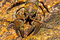 fresh water crayfish