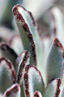plant leaves