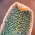 plant leaf