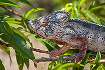 Furcifer oustaleti | Chamaeleonidae | giant malagasy chameleon
