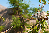 Furcifer oustaleti | Chamaeleonidae | giant malagasy chameleon catching grasshoper