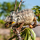 Furcifer oustaleti | Chamaeleonidae | giant malagasy chameleon catching grasshoper