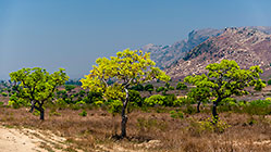 Poupartia caffra | sakoa trees