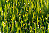 dew drops on rice leaves
