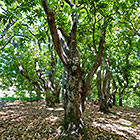 Mango Forest