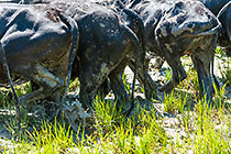 people working soil with herd of zebu in paddy fields