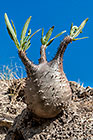 Pachypodium rosulatum | Apocynaceae | plant & leaves