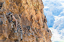 Climber