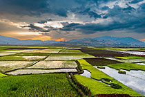 paddy fields