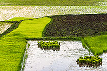 paddy fields