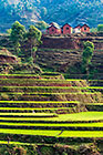 paddy fields