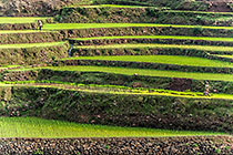 Terraced