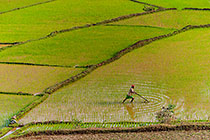 man working in paddy field