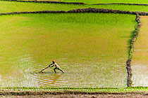man working in paddy field