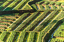 paddy fields & vegetable gardens
