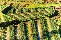 paddy fields & vegetable gardens