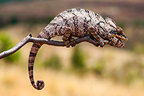 Chameleon