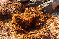 brown water in river