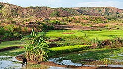 paddy fields & huts