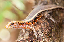 lizard
