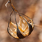 dry fruit
