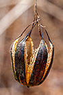 dry fruit