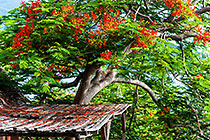 flamboyant tree above wooden deck